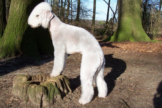 Airis Blue Volshebny Svet 09.02 (10).JPG